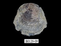 藏品(雲母蛤)的圖片